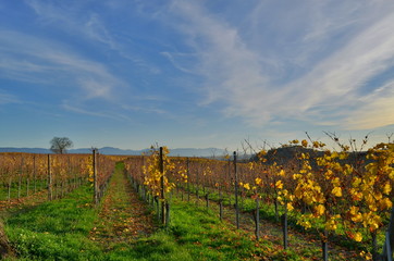 Kaiserstuhl im Herbst