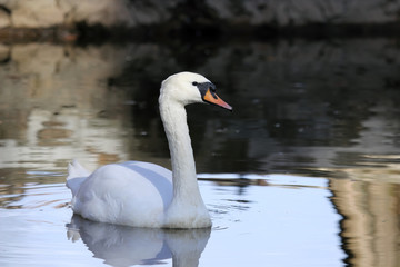 Fototapeta premium White swan swimming in water