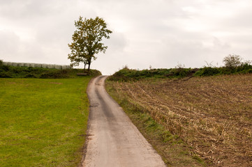 Feldweg_Maisfeld_Herbst