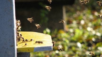 Pszczoły - obrazy, fototapety, plakaty