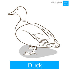 Duck learn birds coloring book vector