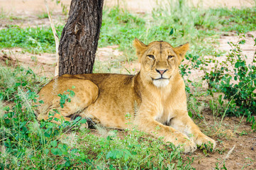 Fototapeta premium Happy lion in Tarangire Park, Tanzania