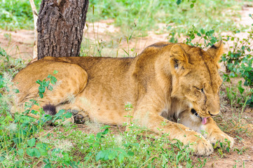 Lion licking itself in Tarangire Park, Tanzania