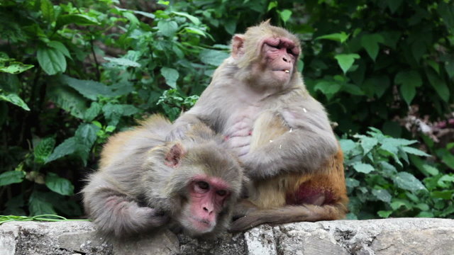 Monkey grooning in Nepal