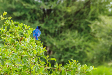 Colorful bird in Tarangire Park, Tanzania