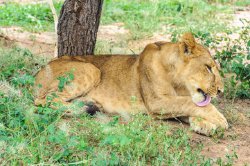 Fototapeta na wymiar Lion licking itself in Tarangire Park, Tanzania