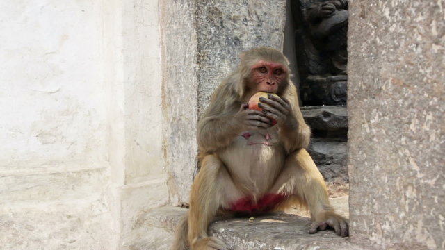 Monkey eating fruit