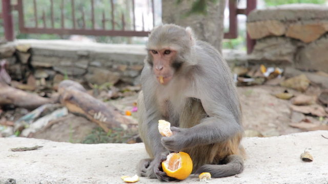 Monkey eating fruit