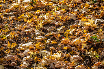 Autumn leaves in the street