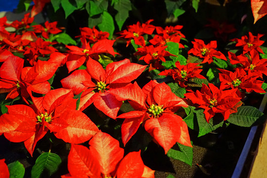 Weihnachtsstern