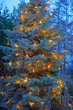 Weihnachtsbaum