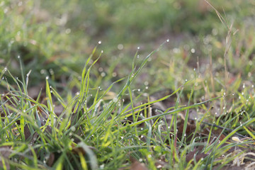 Close up of fresh thick grass with water drops in the early morn
