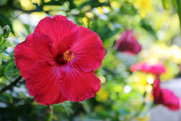 Hibiskus © Klaus Eppele