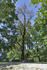 Park close to Ljubljana Castle