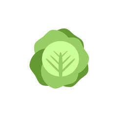cabbage color icon flat vector vegetable
