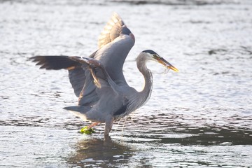 Great Blue Heron