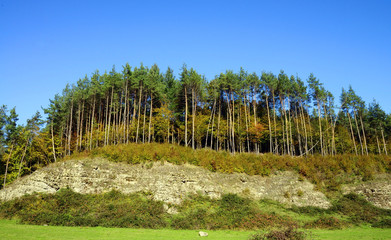 Fototapeta premium autumn forest