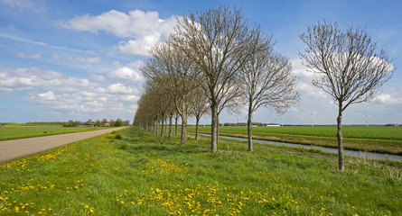 Wild flowers along the shore of a canal in spring