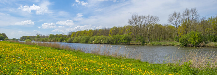 Wild flowers along the shore of a canal in spring