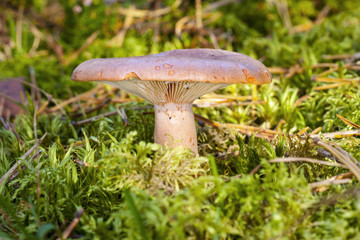 mushroom  Lactarius helvus