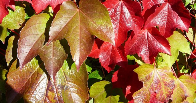 Mauerschmuck - Weinlaub herbstlich, an einer Mauer rankend