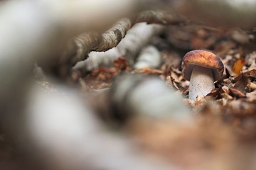 Penny bun fungus (Boletus edulis) growing in the forest