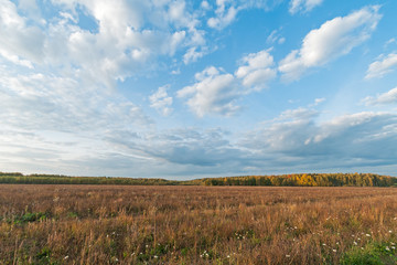Plain landscape with sunny meadow against forest and blue sky background
