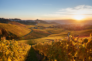 Weinberge rund um den Kappelberg bei Stuttgart