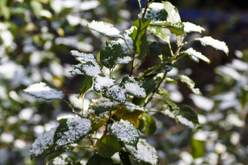 The first snow fell on the leaves of apple trees