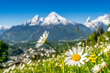 Beautiful blooming mountain flowers in snowcapped Alps in spring