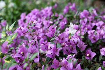 Fototapeta premium Bougainvillea flowers