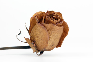 dried rose closeup on a white background