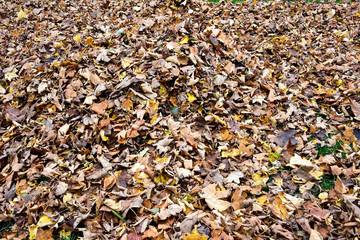 Autumn Leaf background
