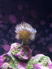 Fototapeta na wymiar soft coral in marine tank aquarium