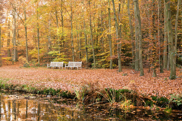 Two benches at waterside of pond and ground covered with old fallen leaves in autumn in woods near Baarn, Netherlands