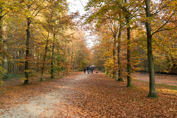 Fototapeta premium People enjoying a walk on footpath in autumn, in woods near Baarn, Netherlands