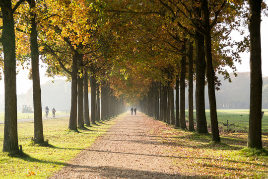 People walking on footpath, lane with trees on both sides in autumn in Baarn, Netherlands