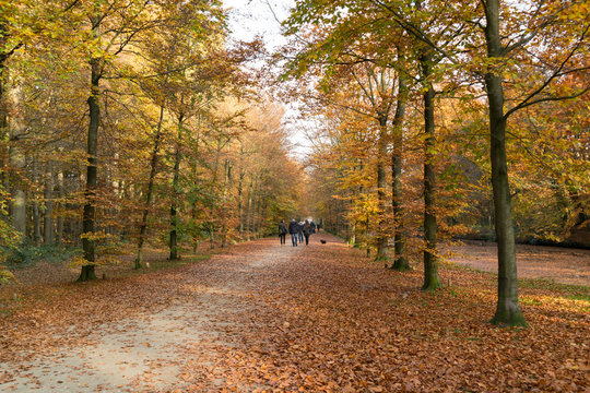 People enjoying a walk on footpath in autumn, in woods near Baarn, Netherlands