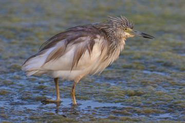 squacco heron