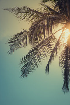 Top of palm tree with sun behind