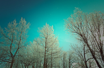 Winter landscape. frozen trees.