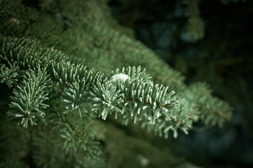 Winter frost on spruce tree