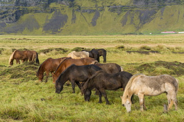 Fototapeta premium Icelandic horses grazing on the grass