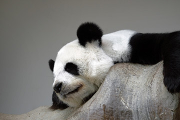 Sleeping panda on the rock