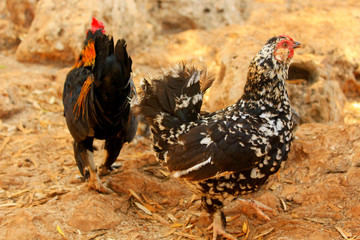 Hen and rooster