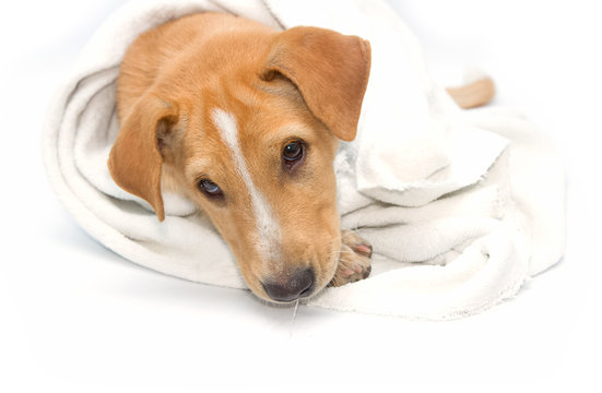  sick dog under a blanket, isolated on white