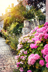 Street decoration with pink hortensias