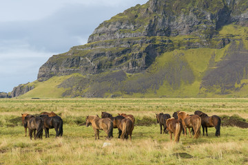 Fototapeta na wymiar Icelandic horses grazing on the grass