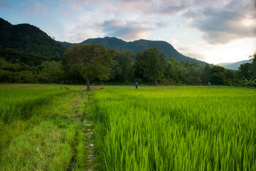 Sunset on the rise field in Nha Trang, View Nam.