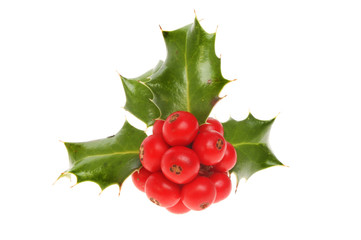 Sprig of Holly